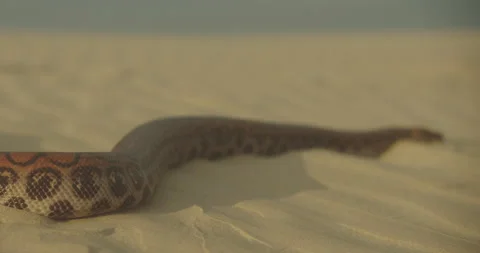 Close Up Of Large Snake Slithering Over Sand away from the camera in Stock Footage 132324698