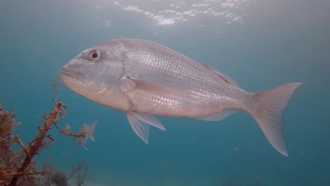 Close up of large snapper (Pagrus auratus) fish underwater New Zealand Stock Footage 95333903