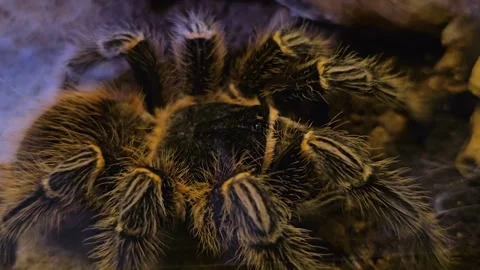 Close up of a large spider  Stock Footage 253056513