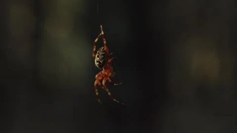 Close-up of a large spider weaves a web Stock Footage 246959148
