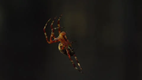 Close-up of a large spider on the web with blurry background Stock Footage 246959143