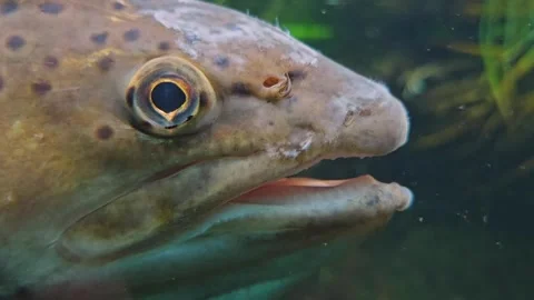 Close up of large steelhead Stock Footage 261435516