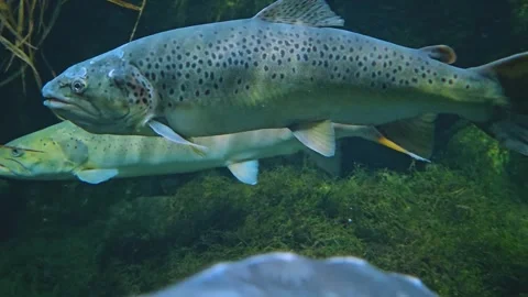Close up of large steelhead Stock Footage 261435994