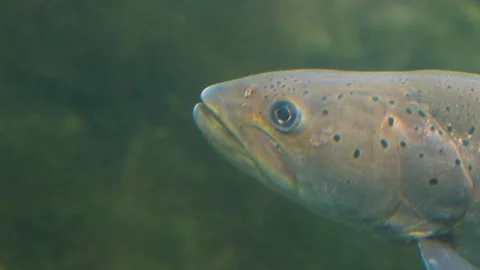 Close up of a large steelhead salmon Stock Footage 233783741