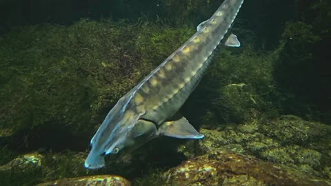 Close up of large sturgeon Stock Footage 257347431