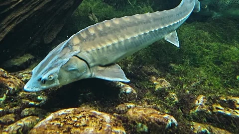 Close up of a large sturgeon  Stock Footage 266070418
