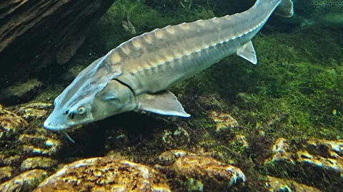 Close up of large sturgeon Stock Footage 266154230