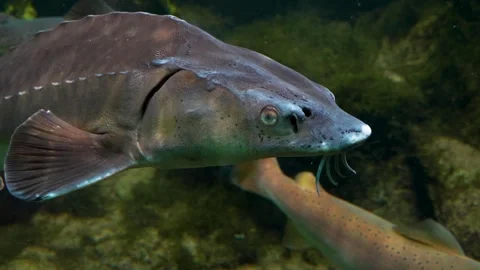 Close up of large sturgeon Stock Footage 278043502