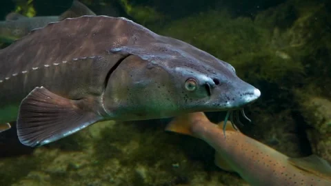 Close up of large sturgeon head Stock Footage 278014196