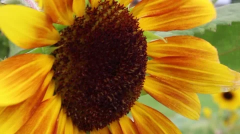 Close up of a large Sunflower blowing in the wind. Video stock 51788364