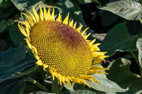Close-up of large sunflower in full bloom 写真素材