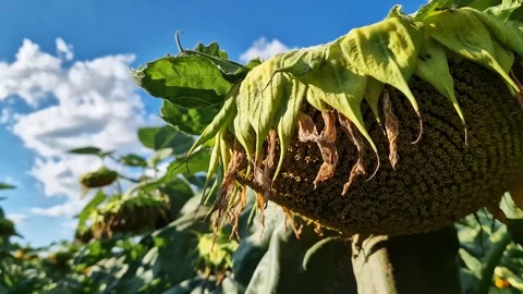 Close-up of a large sunflower inflorescence bent under the weight of seeds 動画素材 344816786