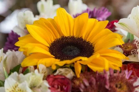 Close-up of a large sunflower Foto stock