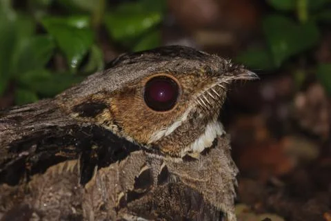 A close up of large-tailed nightjar Stock Photos