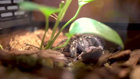 Close-up of a large tarantula spider that lies under the leaves of a plant Stock Footage 235956996