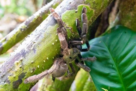 Close Up of Large Tarantula on a Tree in Costa Rica Stock-Fotos