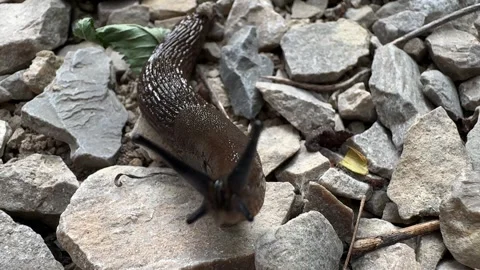 Close up of a large terrestrial slug Limax maximus moving across stones and grav Stock Footage 337263327