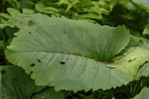 Close-up of a large, textured green leaf with serrated edges and small brow.. Stock Photos