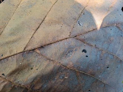 Close up of a large textured leaf with prominent veins. Stock Photos