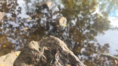 Close Up Of A Large Textured Rock Below A Dense Autumn Canopy Stock Footage 348782861
