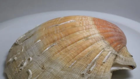 Close-up of a large textured seashell placed on a white ceramic plate, capt.. Stock Footage 331344227