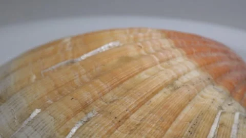 Close-up of a large textured seashell placed on a white ceramic plate, capt.. Stock Footage 331344258