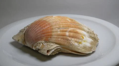 Close-up of a large textured seashell placed on a white ceramic plate, capt.. Stock Footage 331344354