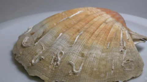 Close-up of a large textured seashell placed on a white ceramic plate, capt.. Stock Footage 331344421
