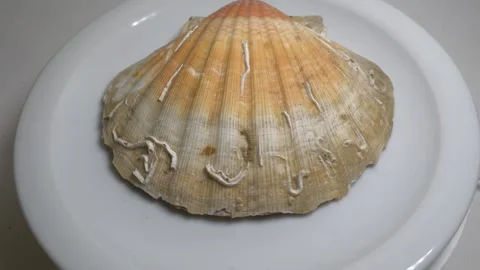 Close-up of a large textured seashell placed on a white ceramic plate, capt.. Stock Footage 331344544