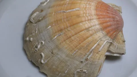 Close-up of a large textured seashell placed on a white ceramic plate, capt.. Stock Footage 331344545