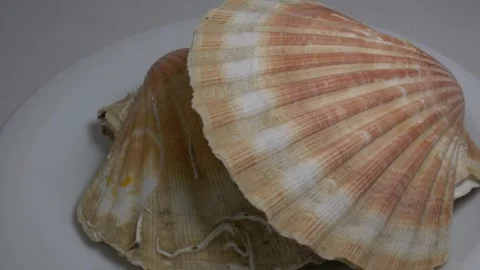 Close-up of a large textured seashell placed on a white ceramic plate, capt.. Stock Footage 331344574