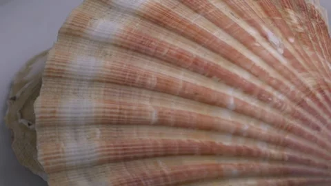 Close-up of a large textured seashell placed on a white ceramic plate, capt.. Stock Footage 331344621