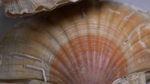 Close-up of a large textured seashell placed on a white ceramic plate, capt.. Stock Footage 331344662