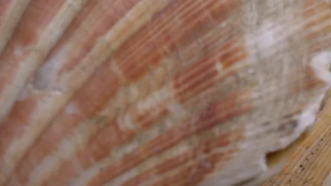 Close-up of a large textured seashell placed on a white ceramic plate, capt.. Stock Footage 331344705