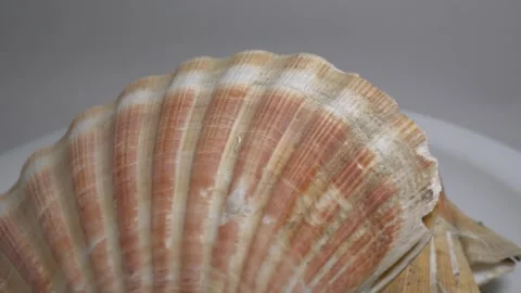 Close-up of a large textured seashell placed on a white ceramic plate, capt.. Stock Footage 331344820