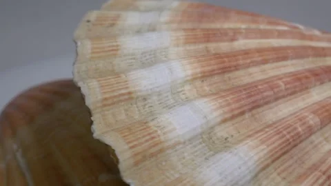 Close-up of a large textured seashell placed on a white ceramic plate, capt.. Stock Footage 331344821