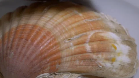 Close-up of a large textured seashell placed on a white ceramic plate, capt.. Stock Footage 331344885