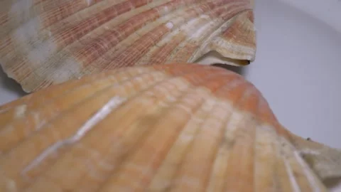 Close-up of a large textured seashell placed on a white ceramic plate, capt.. Stock Footage 331344898