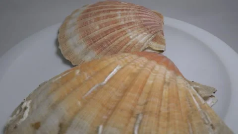 Close-up of a large textured seashell placed on a white ceramic plate, capt.. Stock Footage 331344901
