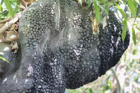 Close-up of a large, textured termite mound with a bumpy surface in a natur.. Foto stock