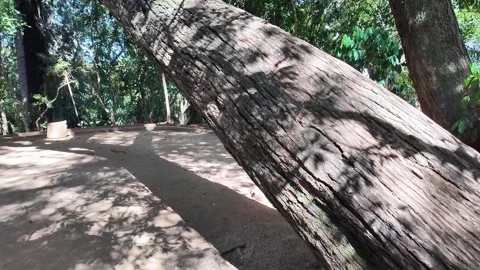 Close-up of Large Textured Tree Trunk Tilted in the Woods Vídeos de archivo 334664314
