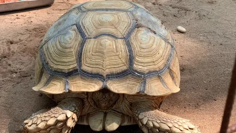 Close-Up of a Large Tortoise with Detailed Shell Patterns Stock Footage 291257919