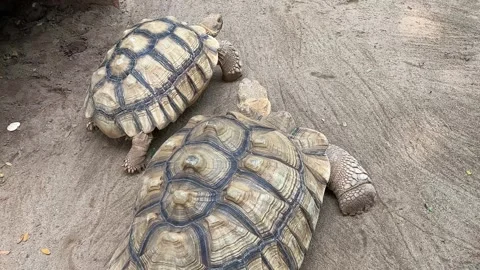 Close-Up of a Large Tortoise with Detailed Shell Patterns Stock Footage 291258073