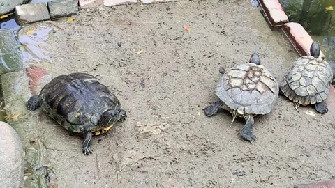 Close-Up of a Large Tortoise with Detailed Shell Patterns Stock Footage 291258098
