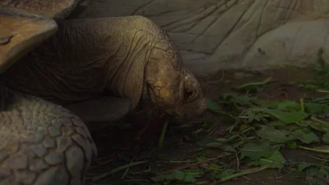 Close-up of a large tortoise that eats grass. Stock Footage 116968577