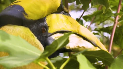 Close up of a large toucan bird Stock Footage 310007462