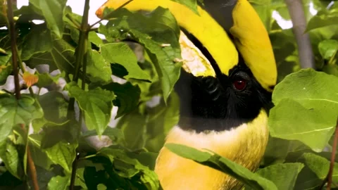 Close up of a large toucan bird Stock Footage 310007483