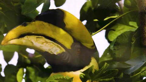 Close up of a large toucan bird Stock Footage 310007510