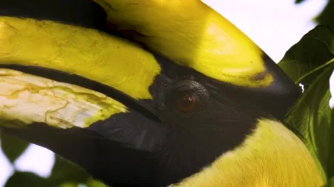 Close up of a large toucan bird Stock Footage 310007523