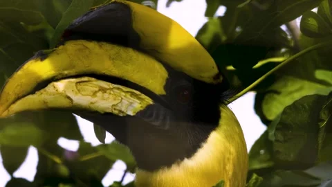 Close up of a large toucan bird Stock Footage 310007531